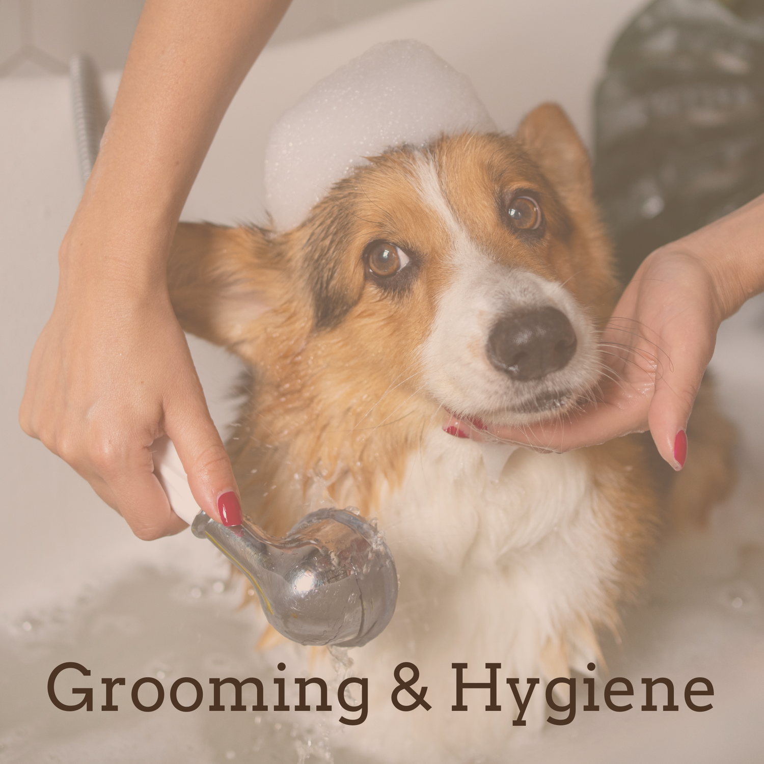 Grooming & Hygiene