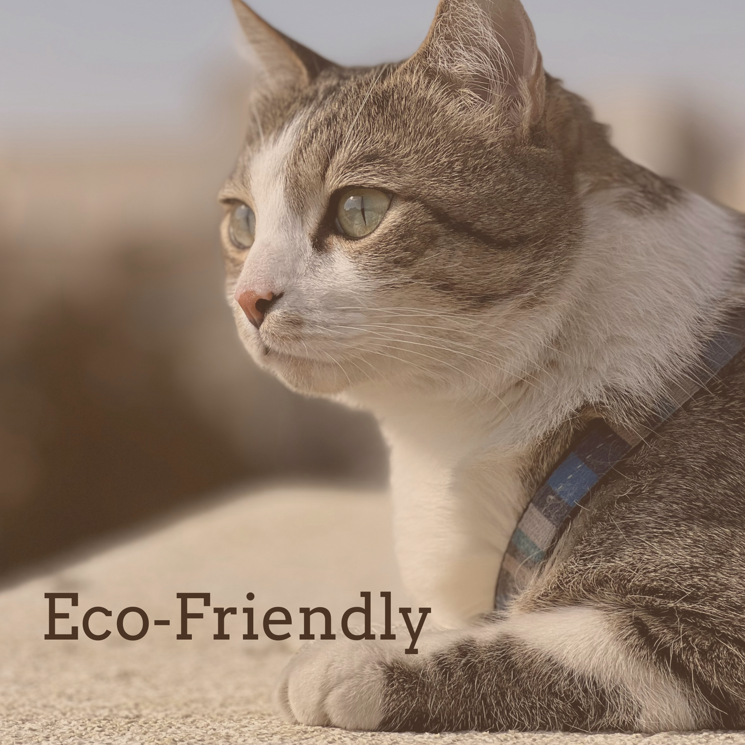 Eco‑Friendly Essentials