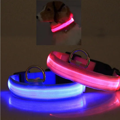 LED Safety Collar